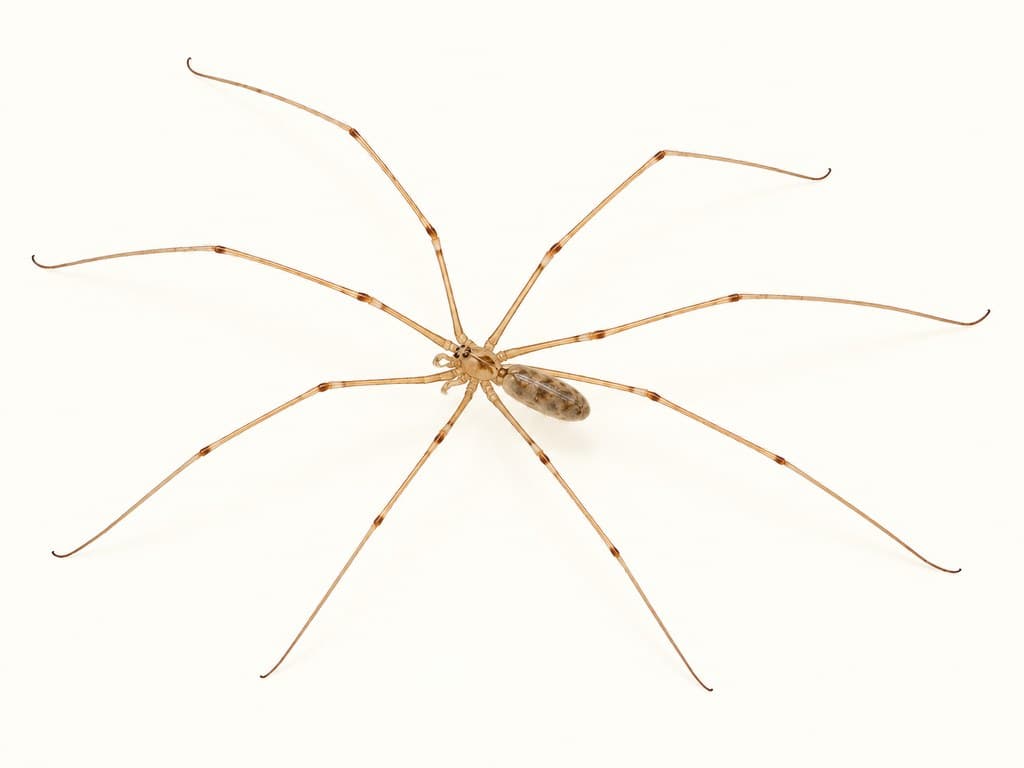 Ilustracja: Nasosznik trzęś (Pholcus phalangioides), całe zwierzę na jasnym tle.