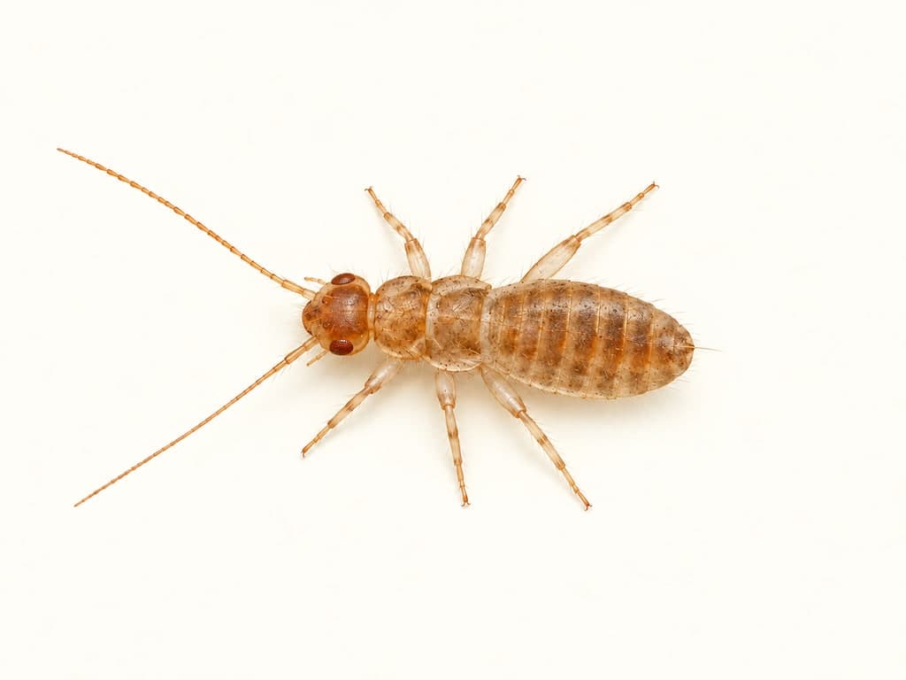 Ilustracja: Gryzek książkowy (Liposcelis decolor), całe zwierzę na jasnym tle.